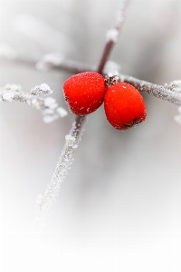 Nature branch snow cold Photo