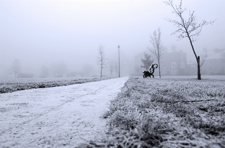 Foto Albero natura ramo nevicare