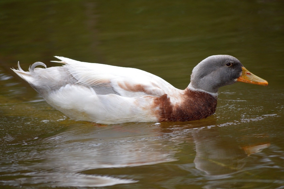 Water nature bird wing