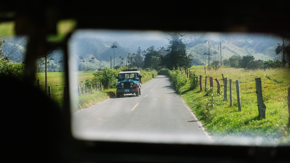 árvore estrada fotografia manhã