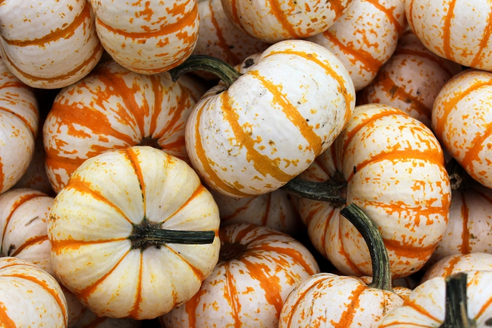 Bianco autunno arancia piatto