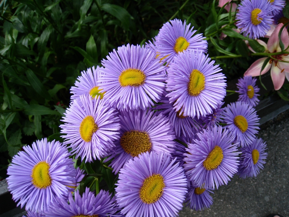 Natura pianta fiore petalo