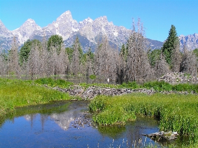 Tree water nature forest Photo