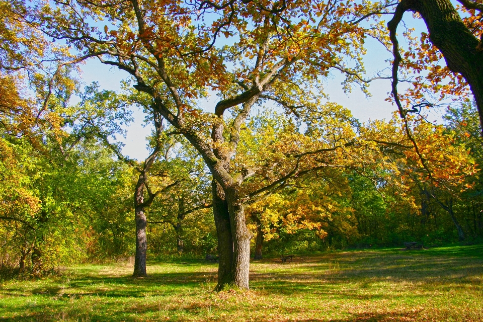 árbol naturaleza bosque rama