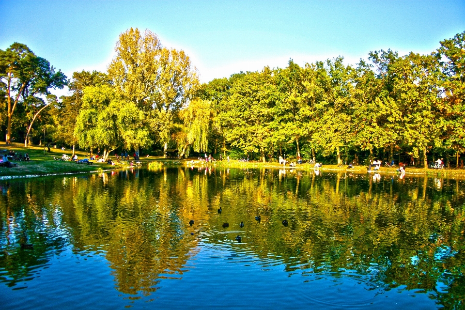 Landscape tree nature forest