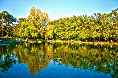 Landscape tree nature forest Photo