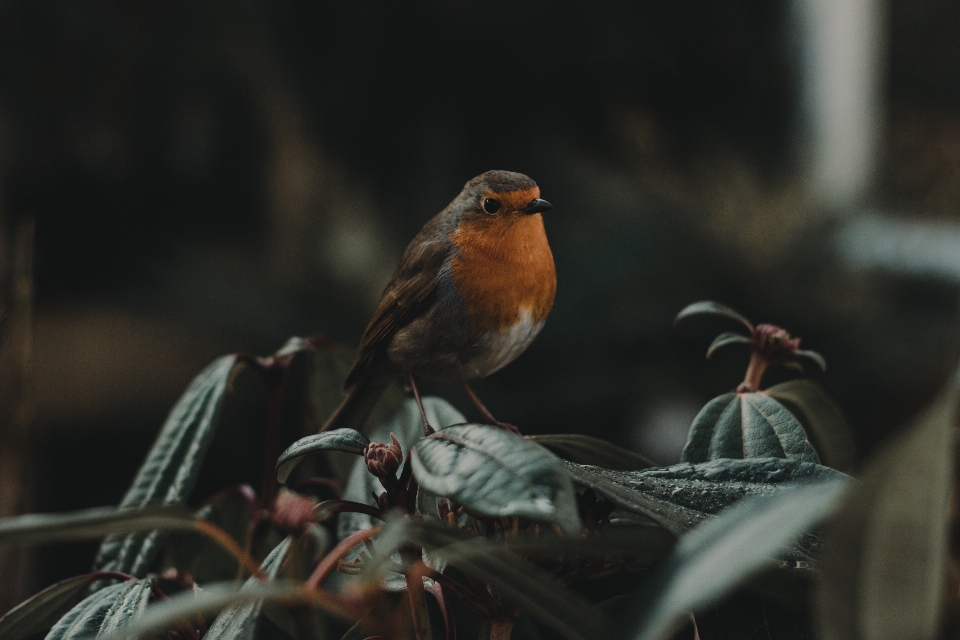 Natur zweig vogel blatt