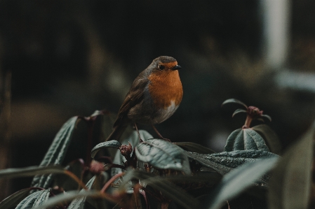 Foto Alam cabang burung daun