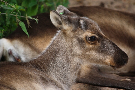 Nature animal wildlife deer Photo