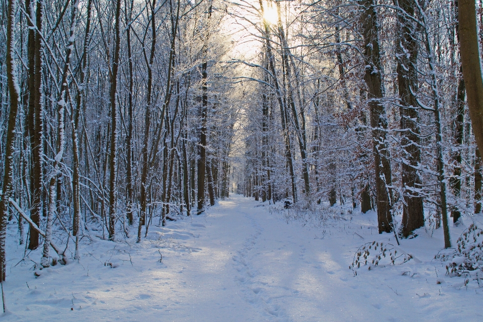 Baum natur wald zweig