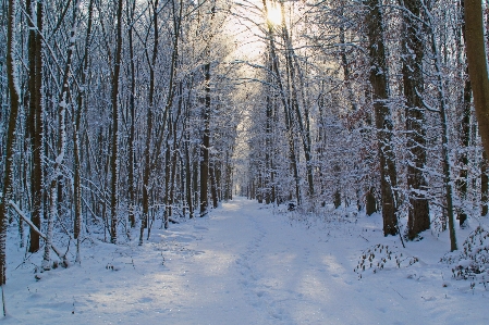 Tree nature forest branch Photo