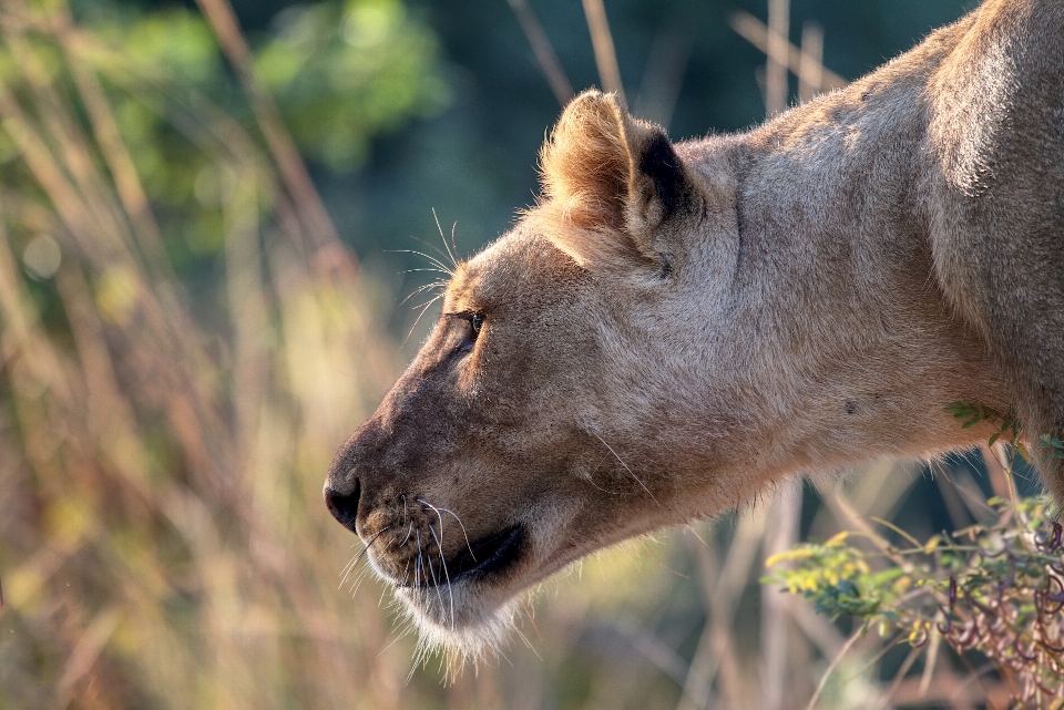 Nature animal faune chat