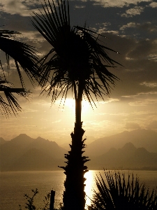 Sea tree nature ocean Photo