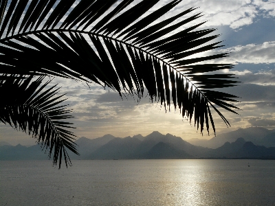 Foto Mare albero oceano orizzonte