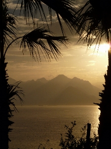 Sea tree nature ocean Photo