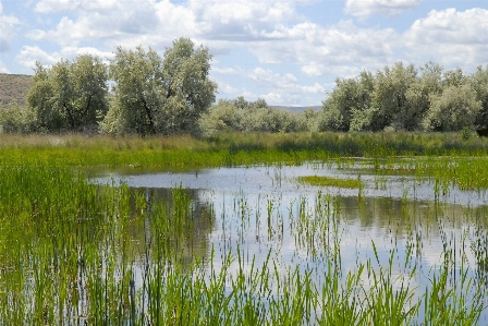 Landscape tree water nature Photo