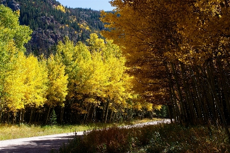 Landscape tree nature forest Photo