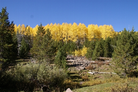 Landscape tree nature forest Photo