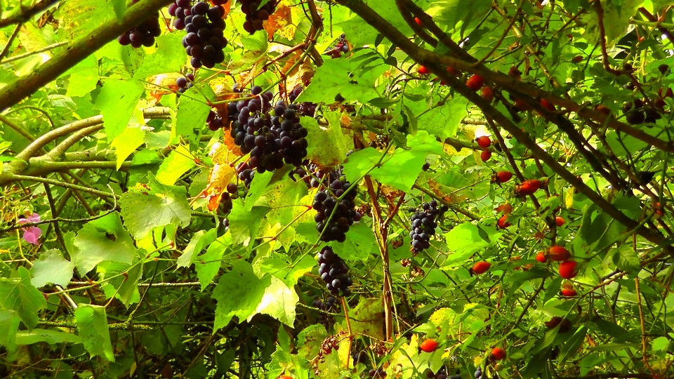 Drzewo natura oddział zakład