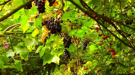 木 自然 ブランチ 植物 写真