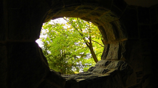 Tree nature rock light Photo