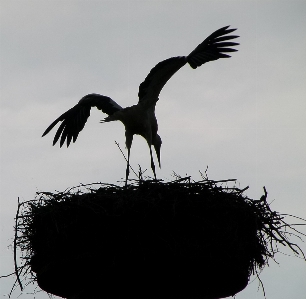 Foto Alam bayangan hitam burung sayap