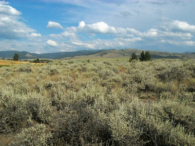 Landscape tree nature grass Photo