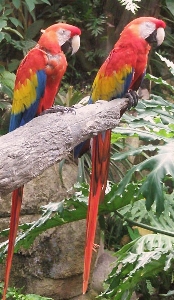 Photo Bifurquer oiseau aile voler