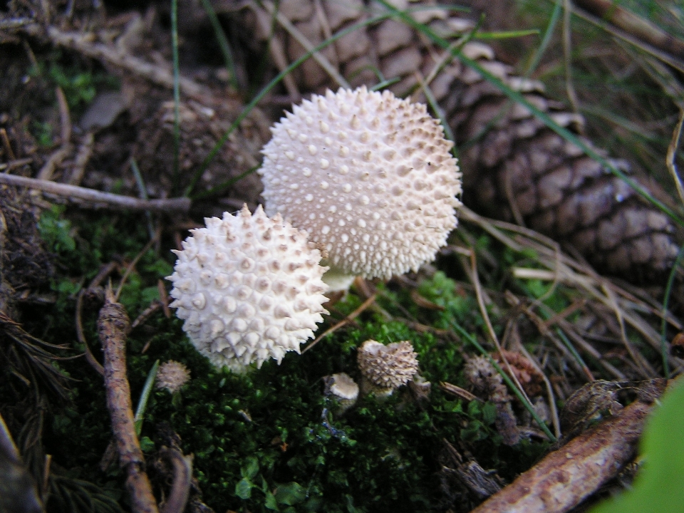 Naturaleza blanco redondo flor