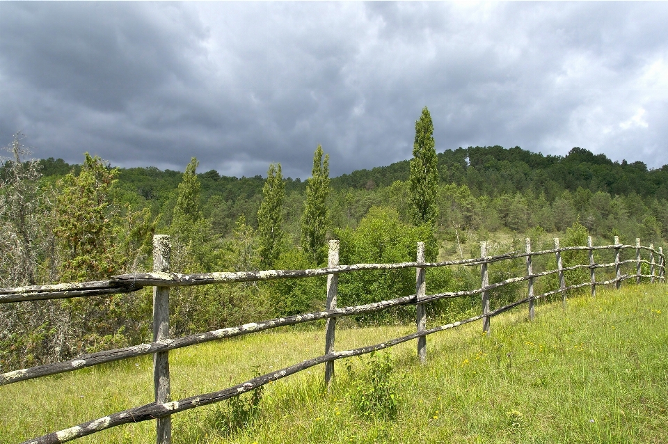 Landscape tree forest grass