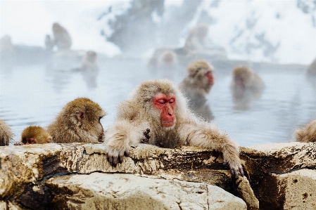 Foto Animais selvagens mamífero macaco fauna