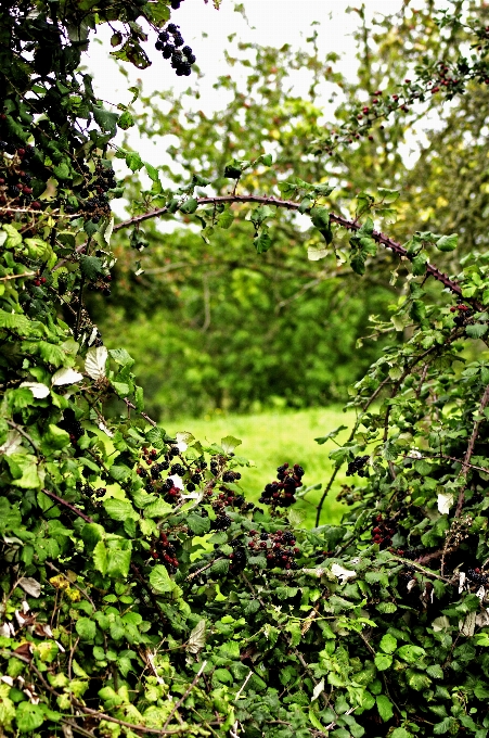 Apple pohon alam hutan