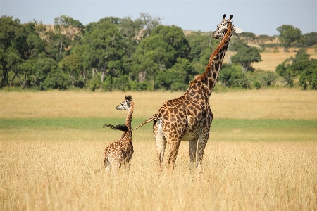 Prairie adventure animal wildlife Photo