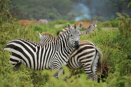 木 冒険 動物 野生動物 写真