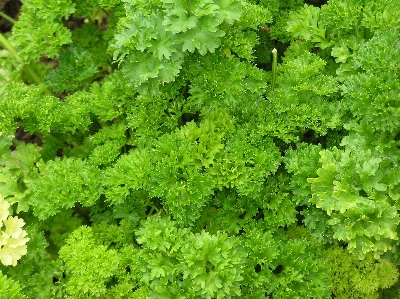 植物 花 食べ物 スパイス 写真