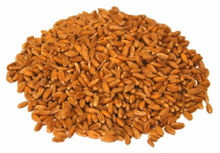 Plant barley wheat grain Photo