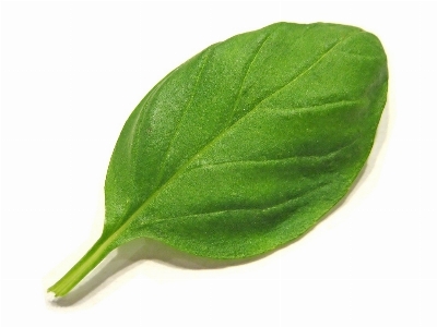 Plant fruit leaf flower Photo