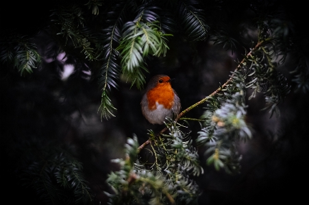 Foto árvore natureza filial pássaro