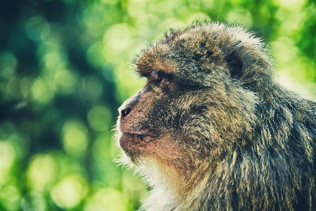 Foto Animale animali selvatici mammifero scimmia