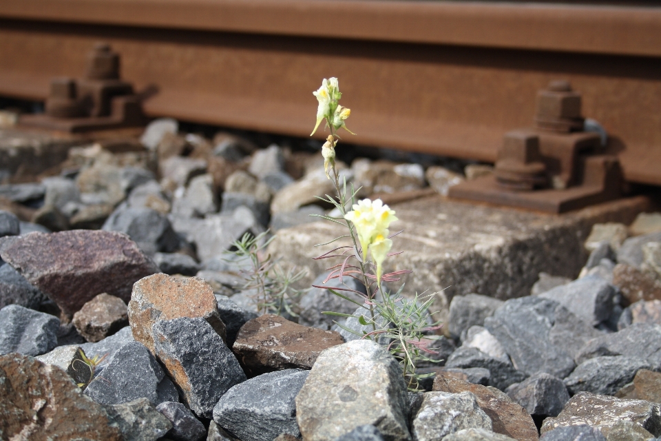 Rock 花 植物 木