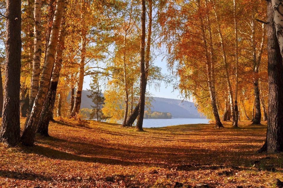 Landschaft baum natur wald