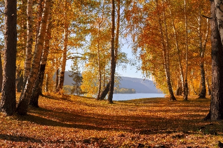 Landscape tree nature forest Photo