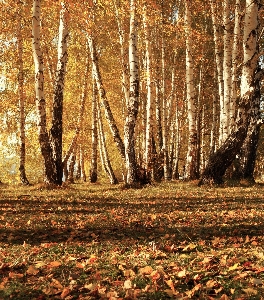 Landscape tree nature forest Photo