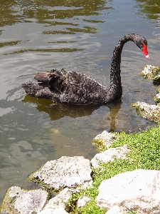 Water bird wing pond Photo