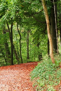 Foto árvore natureza floresta caminho