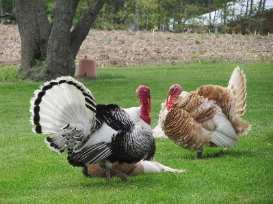 Bird wing field farm Photo