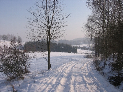 Tree outdoor snow cold Photo