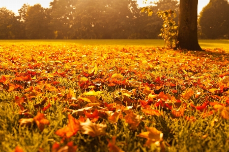 Tree nature plant sunset Photo