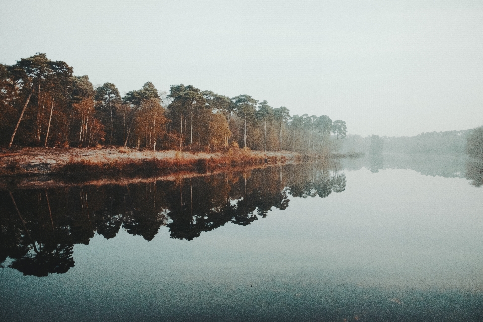 море дерево вода природа