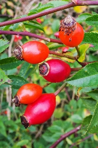 Photo Bifurquer usine fruit baie